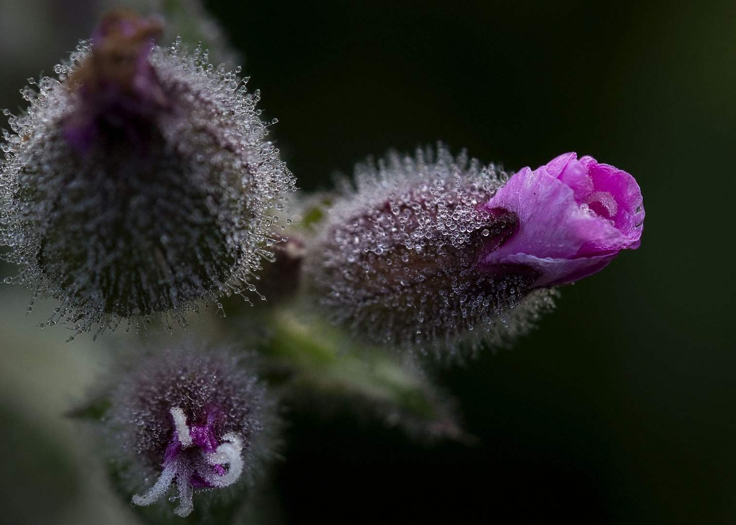 Kleine Blüte im Morgentau gefangen...