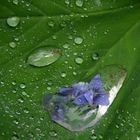 Kleine Blüte in grossem Regentropfen