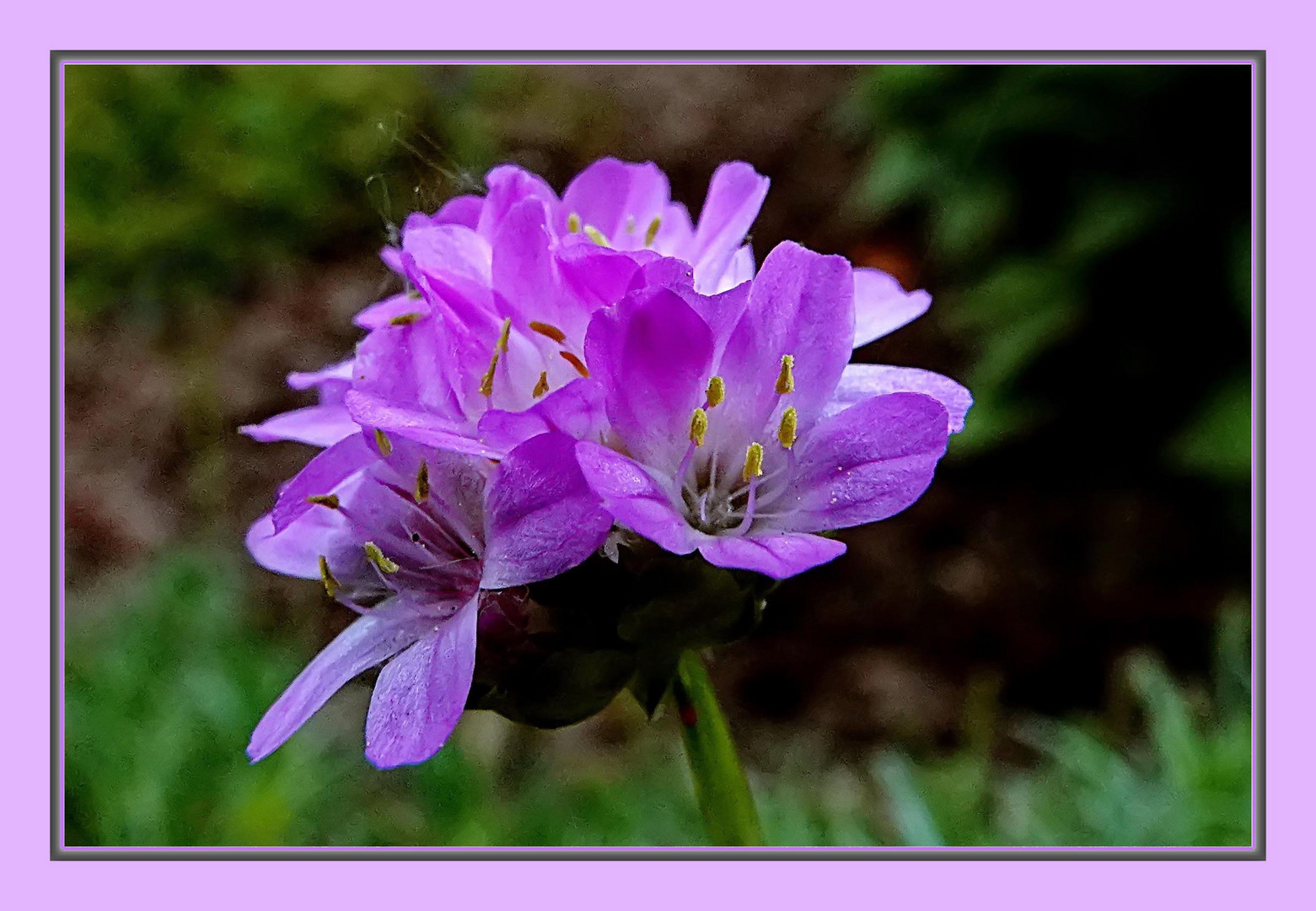 kleine Blüte mal ganz groß