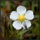 Kleine Blüte mit Besuch....