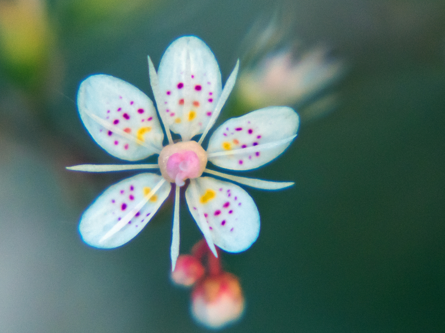 Kleine Blüte mit Tupfen