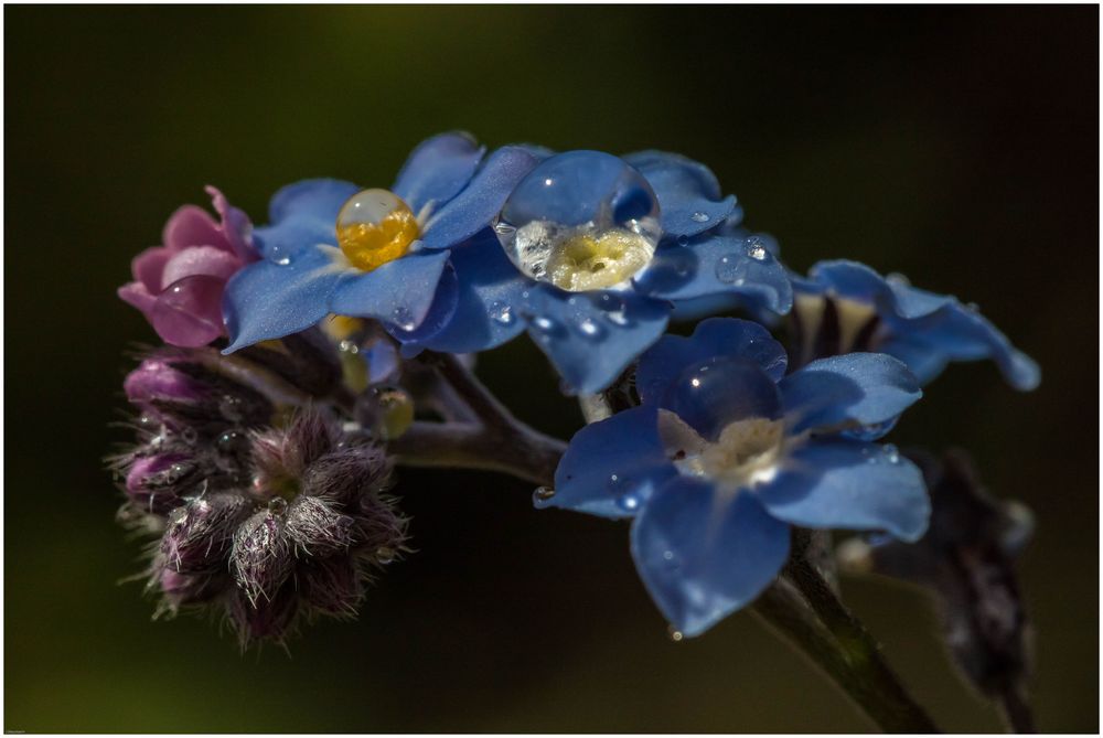 kleine Blüte nach dem Schnee