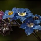 kleine Blüte nach dem Schnee