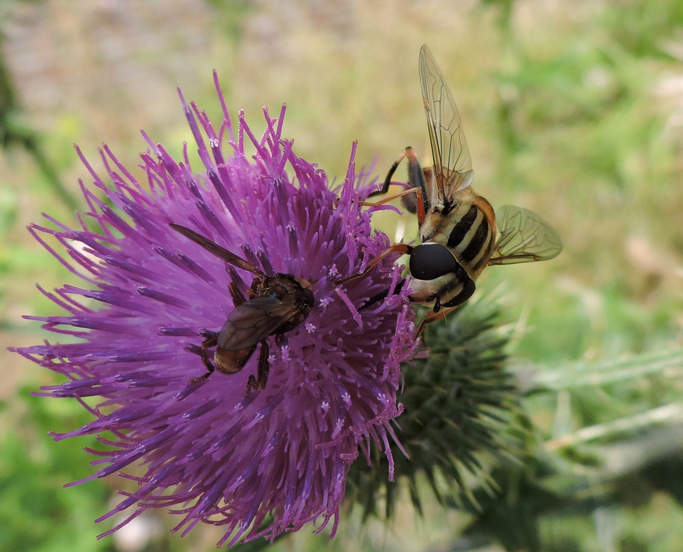 kleine Blüte und viel Besuch