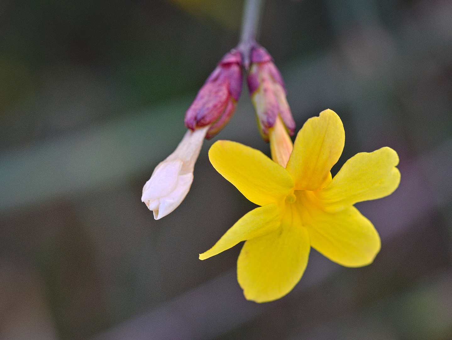 Kleine Blüte von einem Strauch