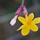 Kleine Blüte von einem Strauch