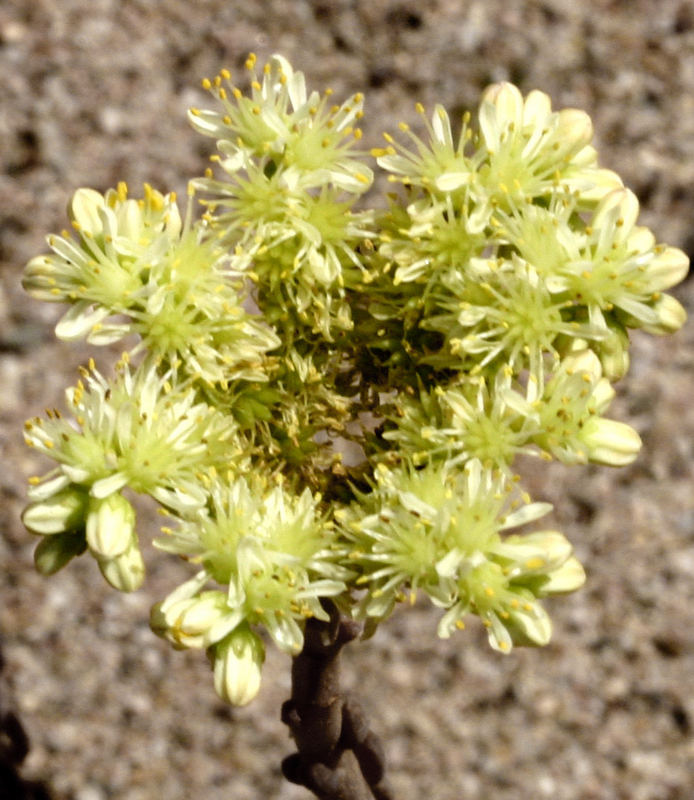 Kleine Blüten