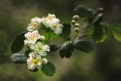 *kleine Blüten*