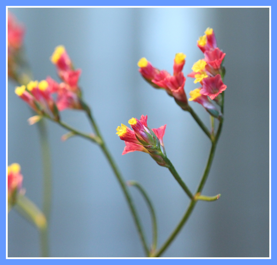 Kleine Blüten 2