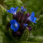 Kleine Blüten