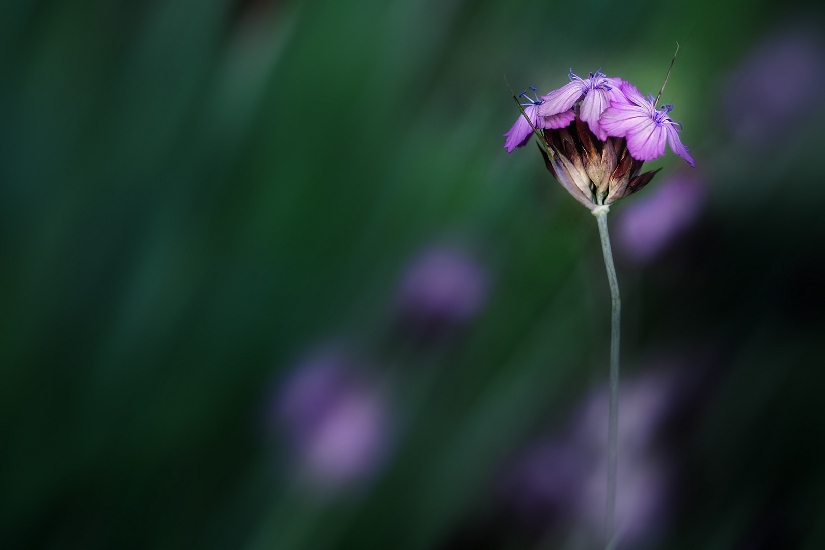 kleine Blüten .