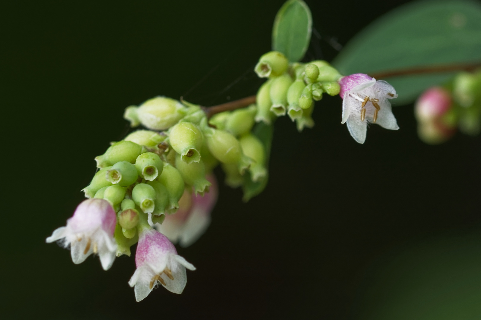 Kleine Blüten