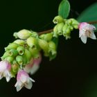 Kleine Blüten