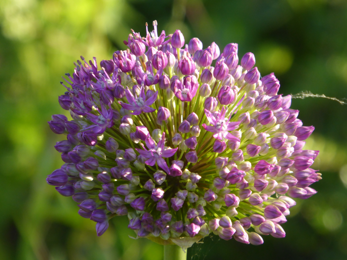 Kleine Blüten Foto & Bild fotos, natur, blumen Bilder auf