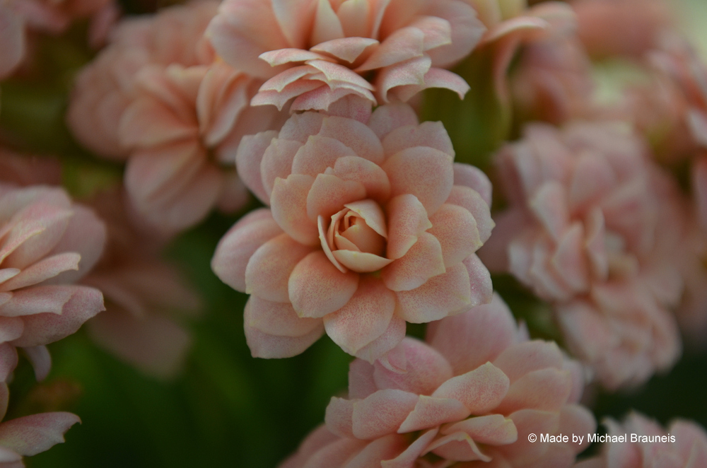 Kleine Blüten