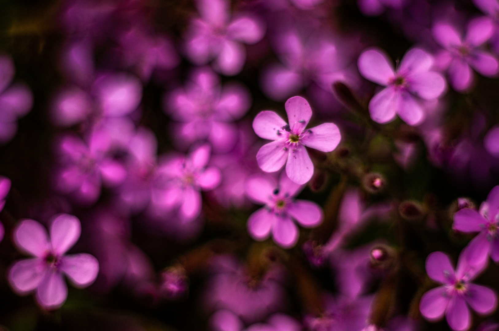 Kleine Blüten