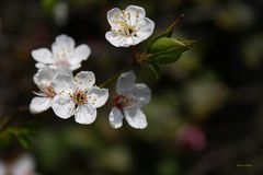 kleine Blüten