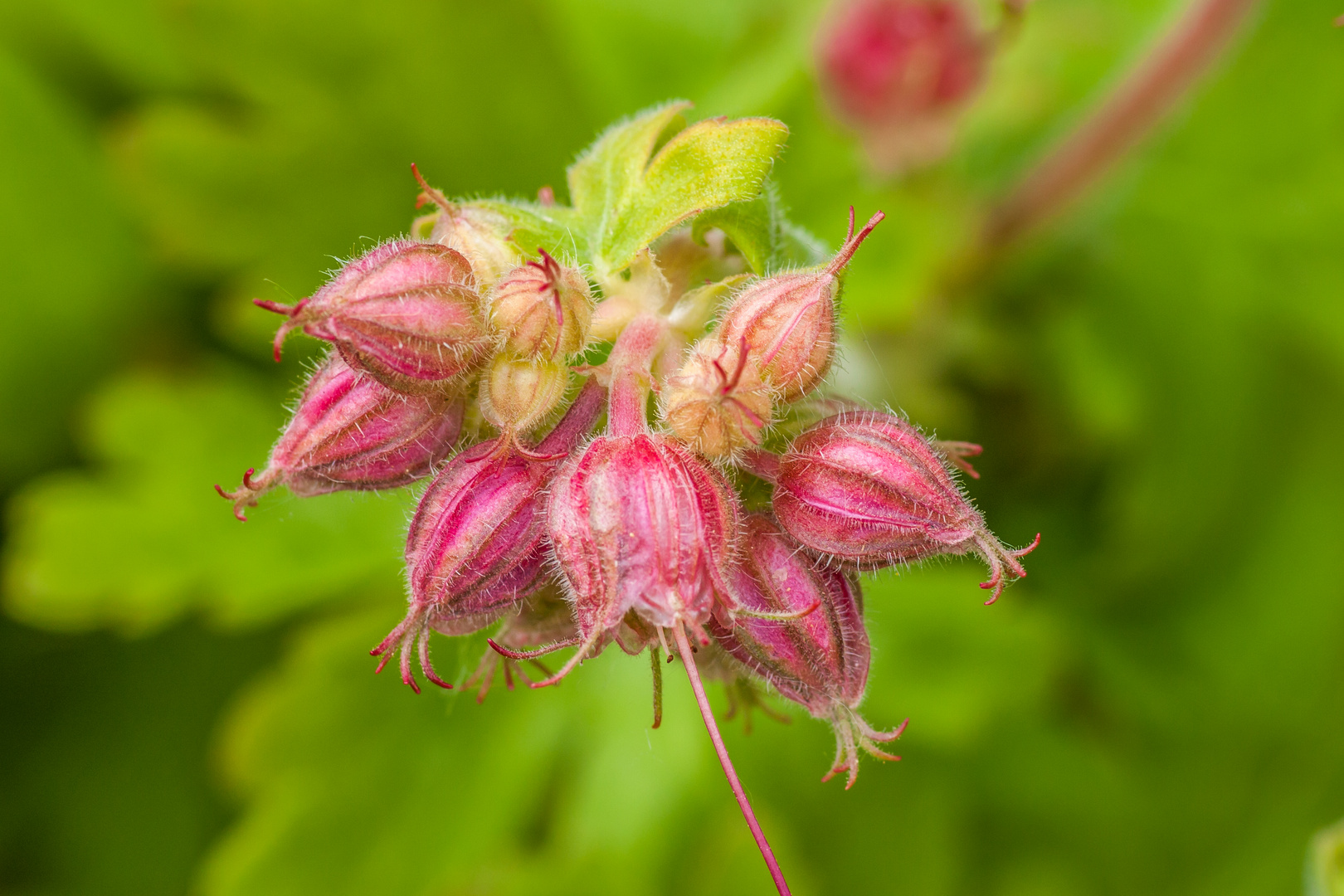 Kleine Blüten