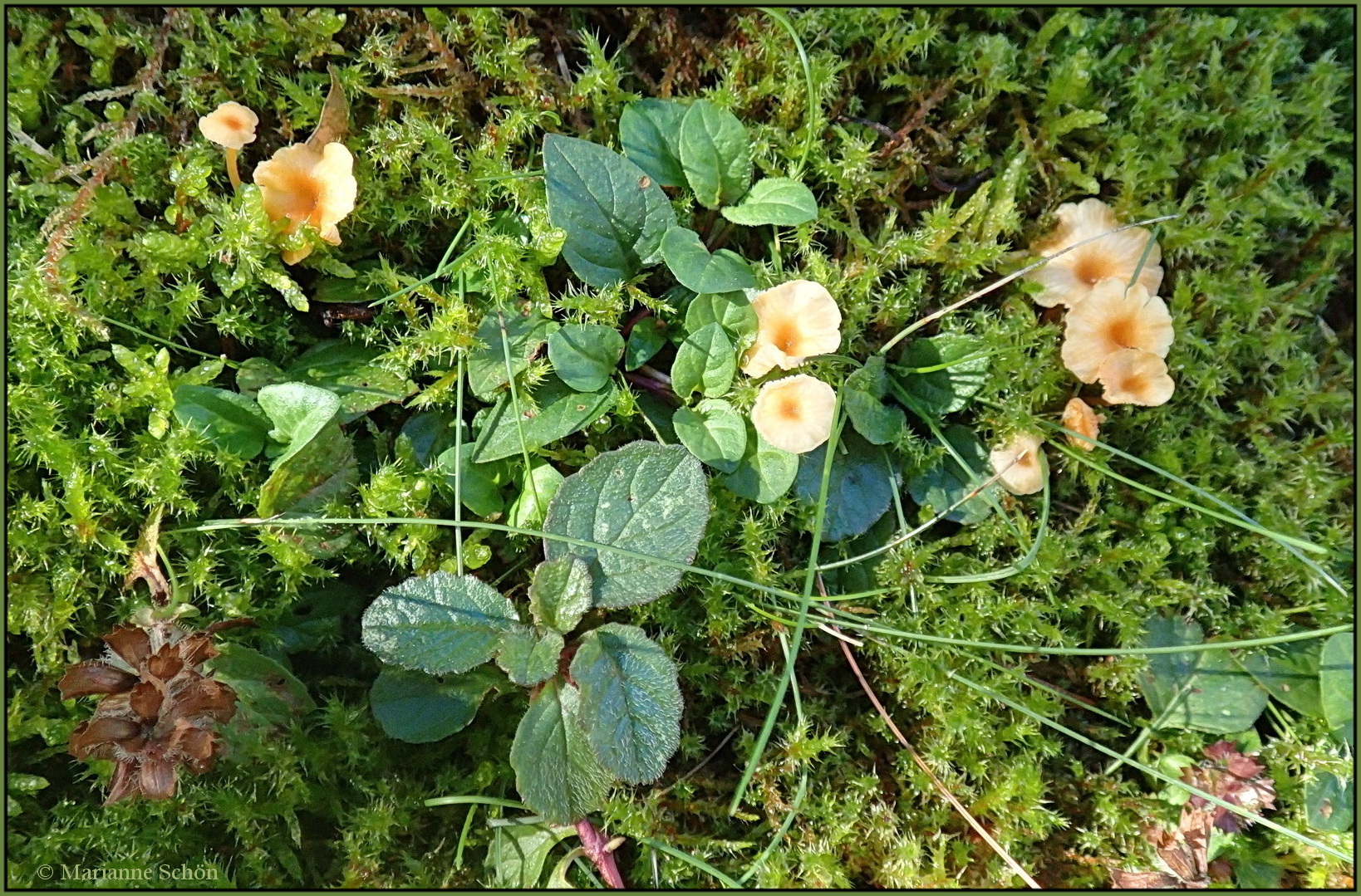 Kleine Blüten....... Foto & Bild park, dokumentation, natur Bilder