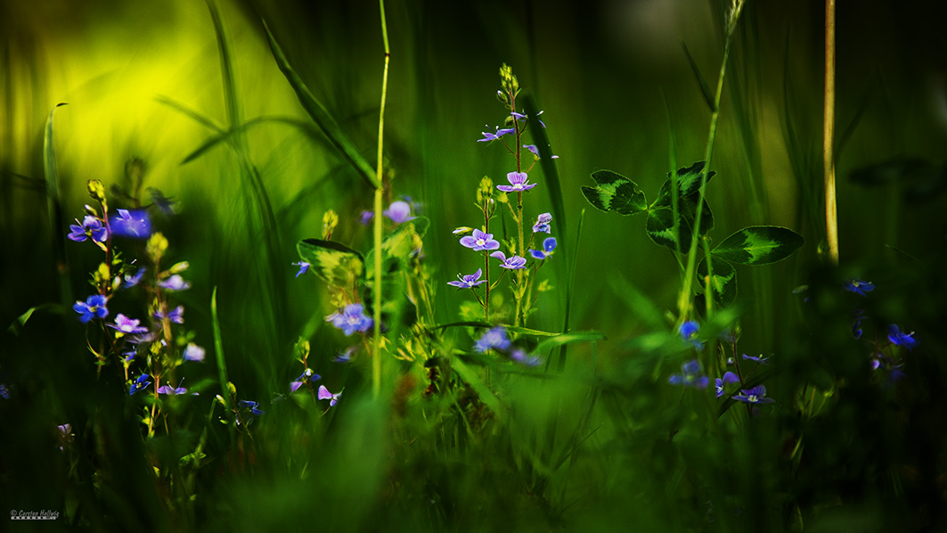 Kleine Blüten 