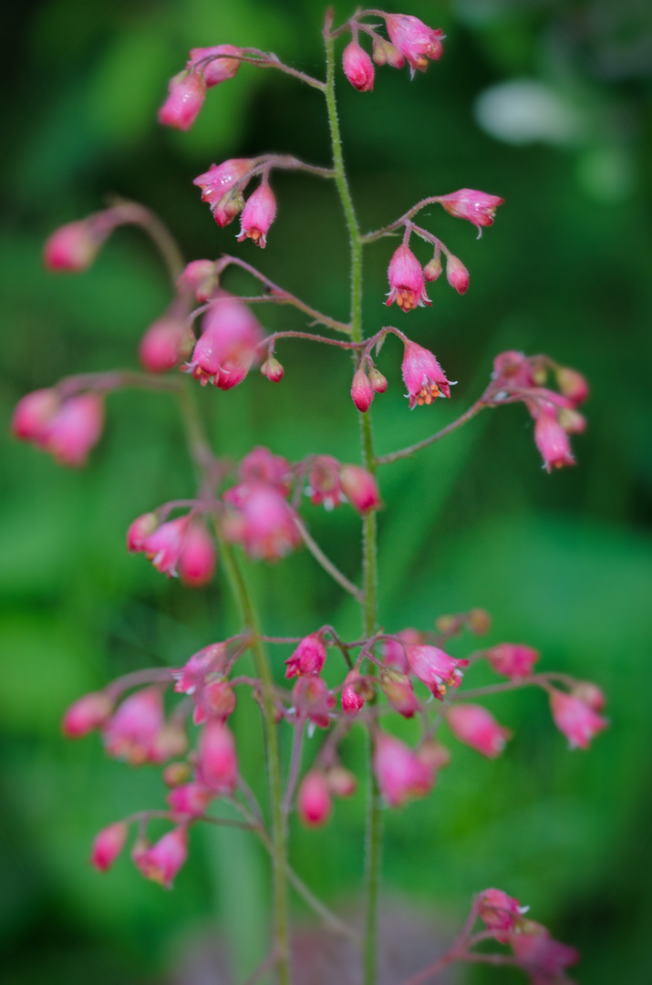 kleine Blüten