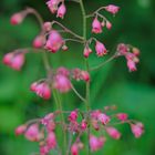 kleine Blüten