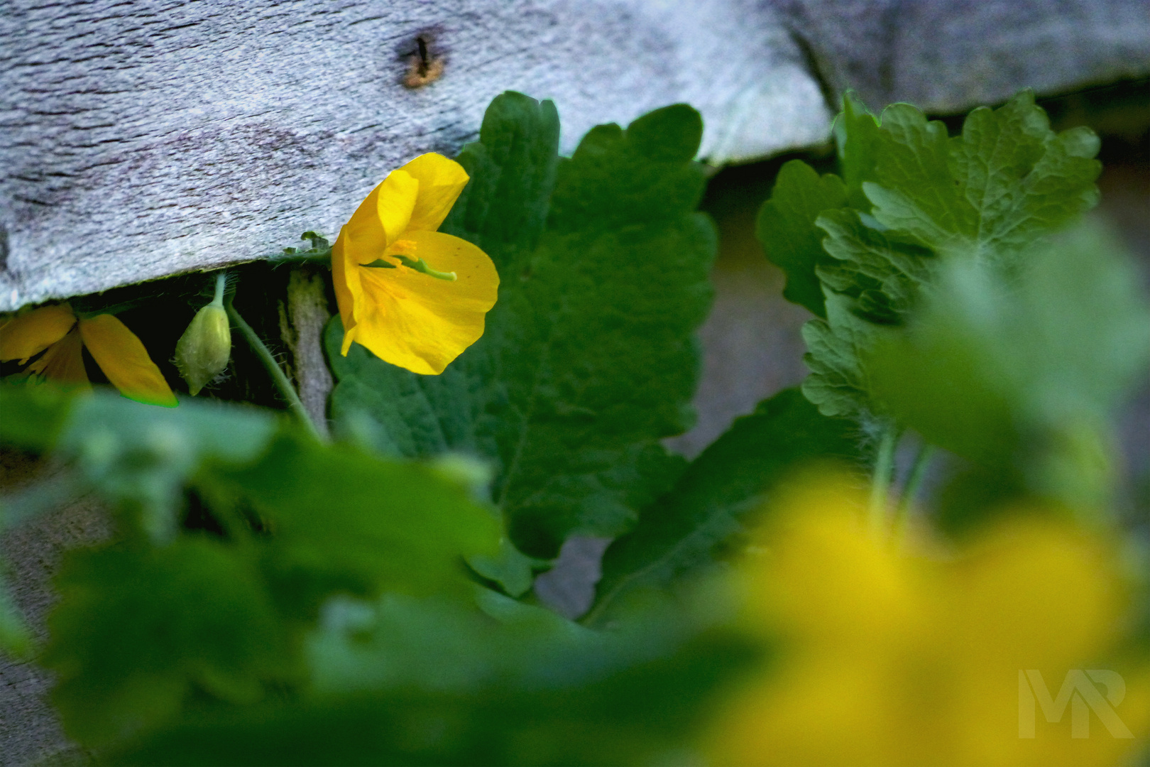 Kleine Blüten