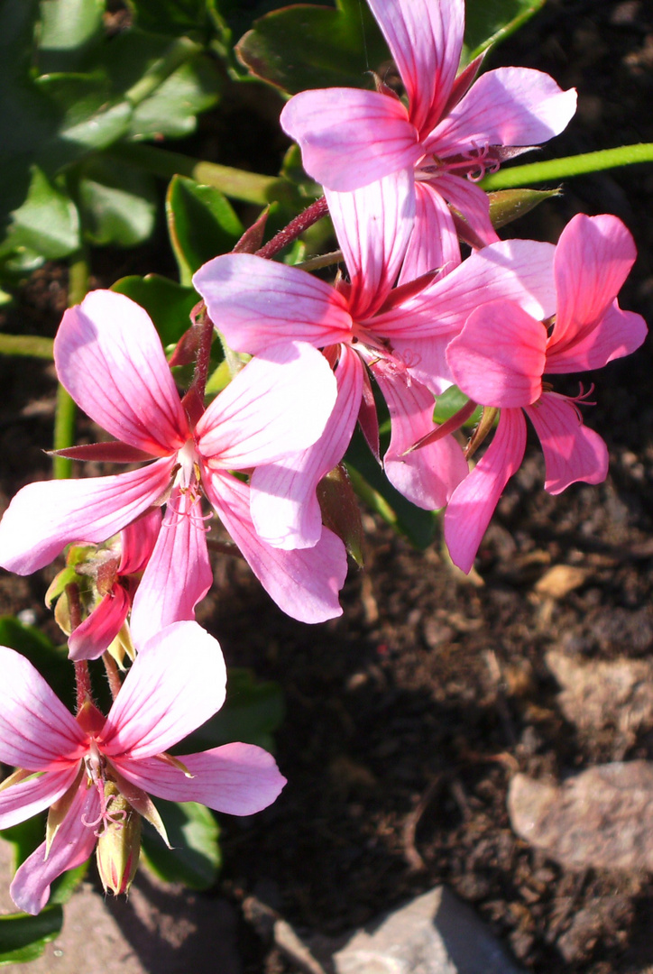 kleine Blüten