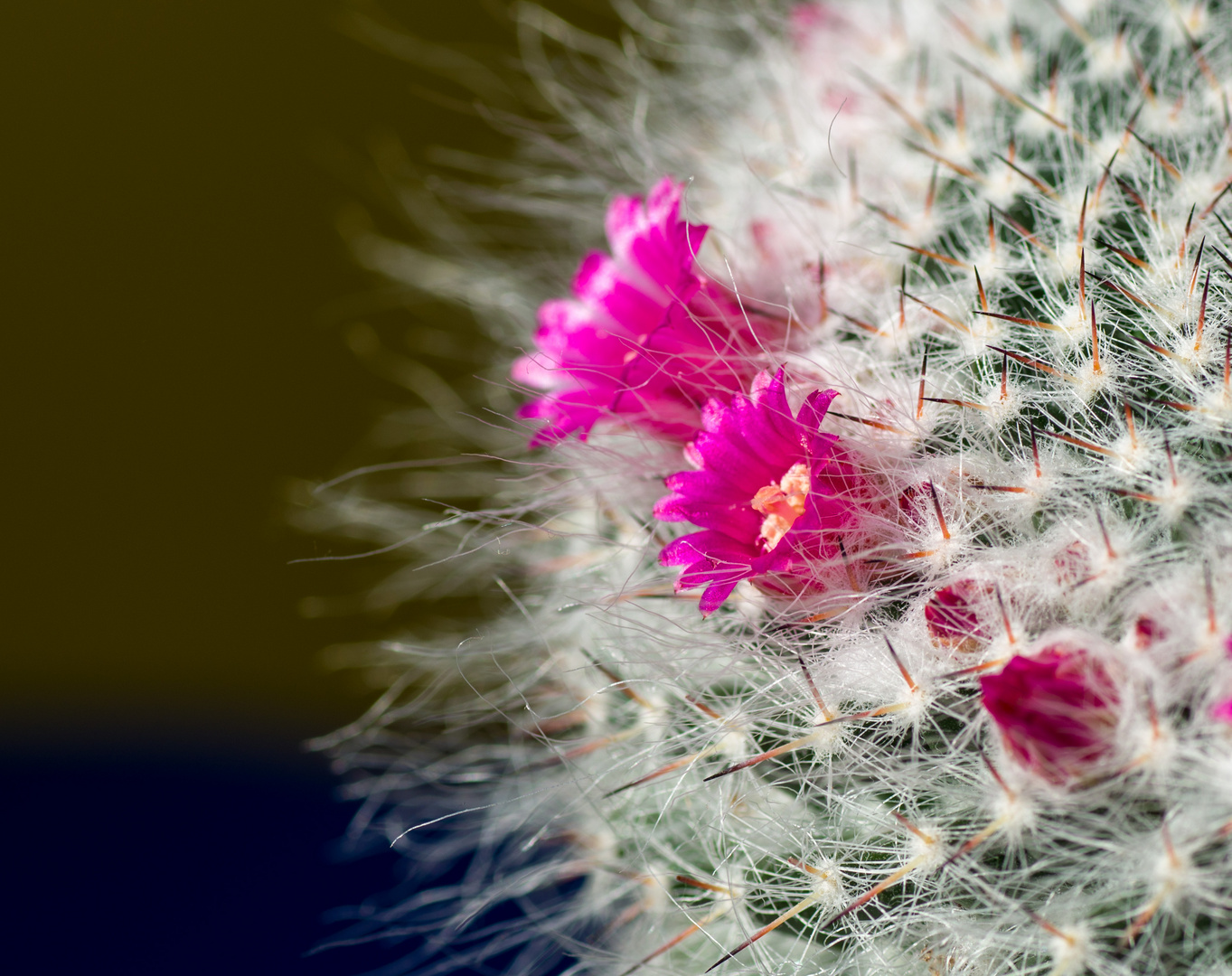 Kleine Blüten