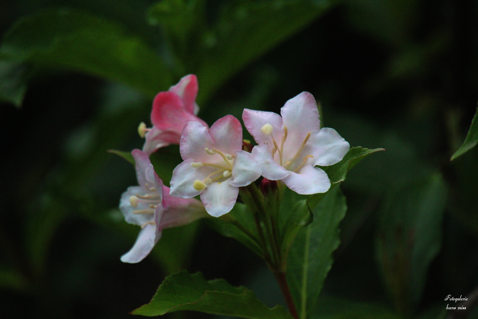 Kleine Blüten