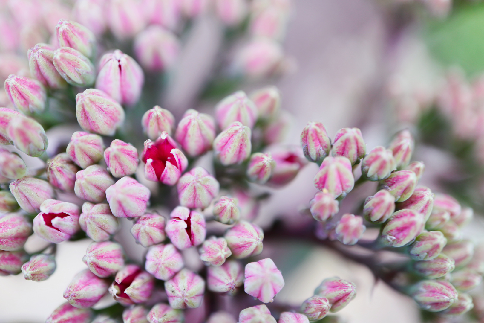 Kleine Blüten