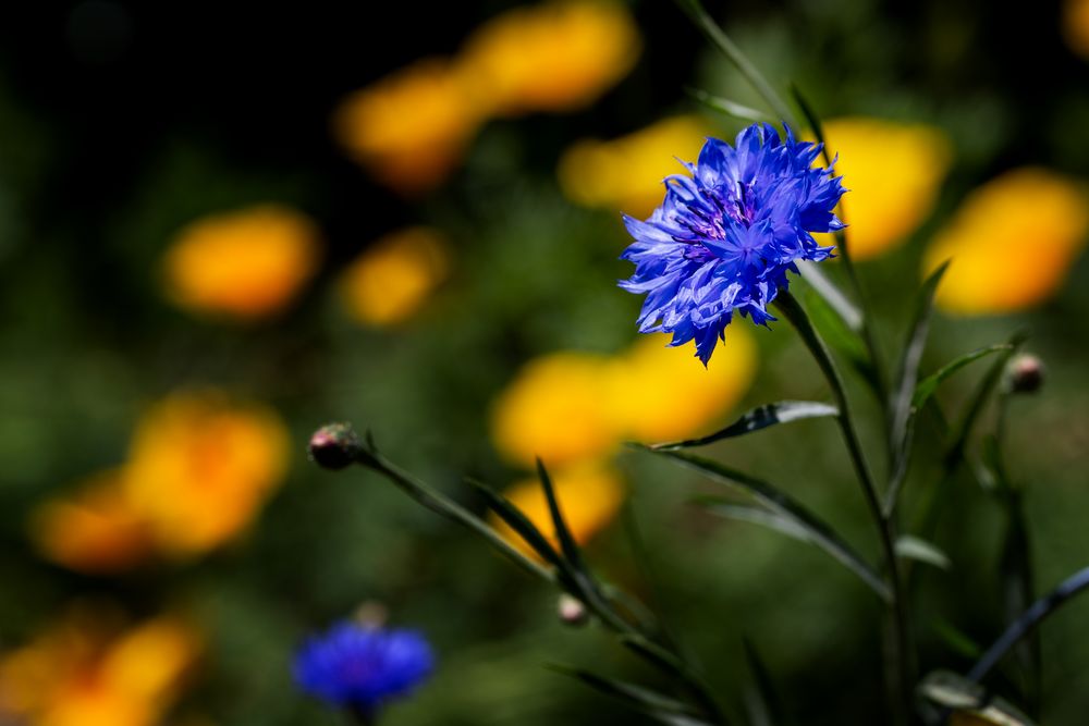 kleine Blüten ...