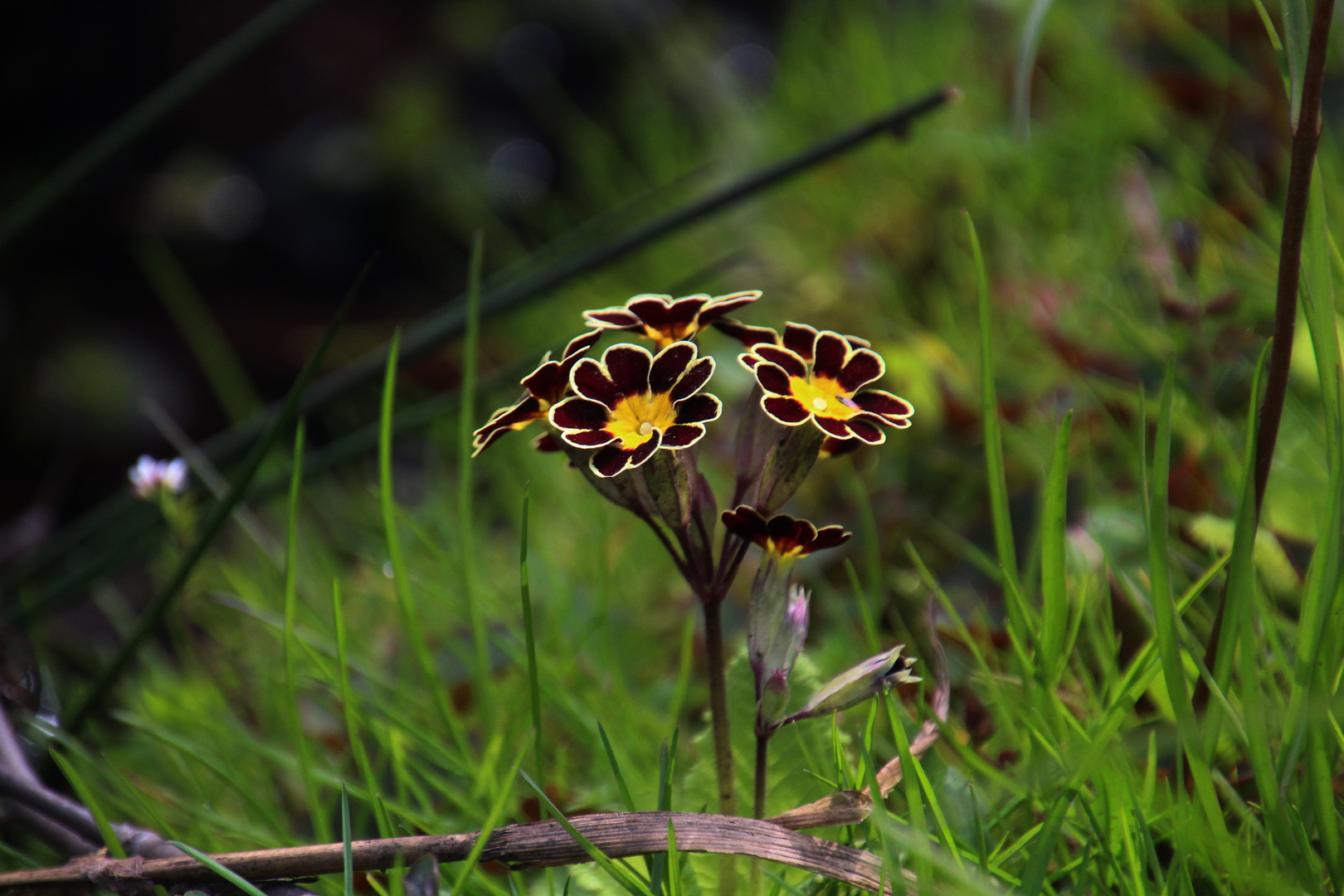 kleine Blüten