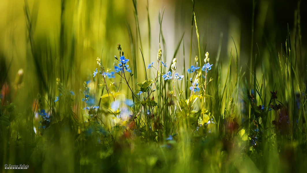 Kleine Blüten 