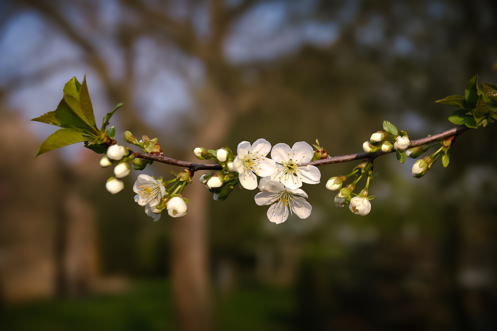 kleine Blüten