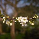 kleine Blüten