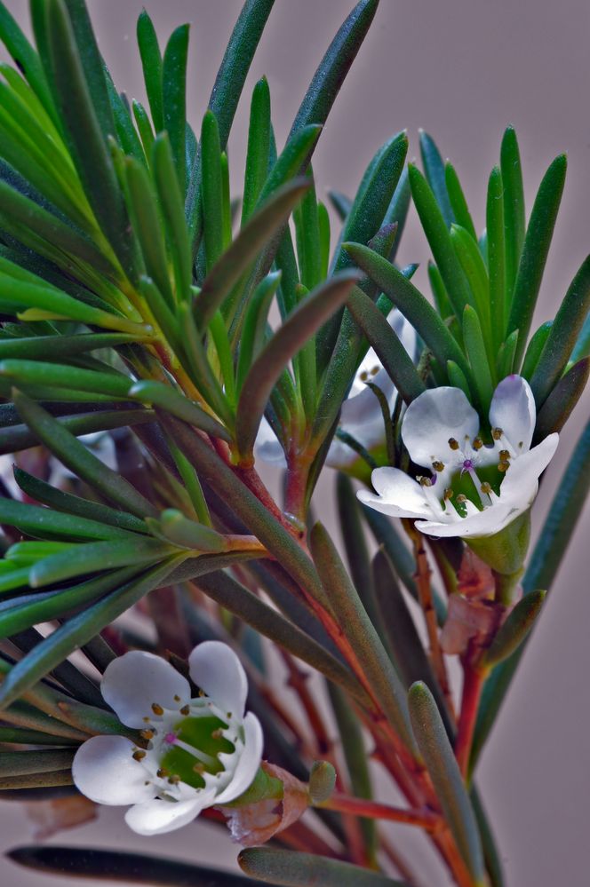 Kleine Blüten am Zweig eines Nadelbaums?