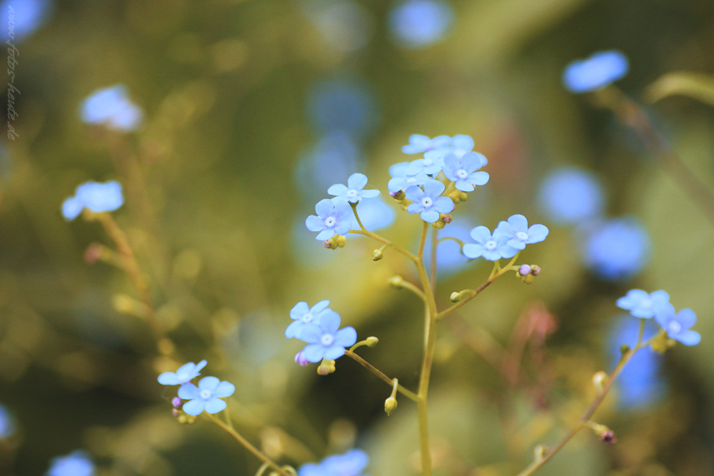 kleine Blüten