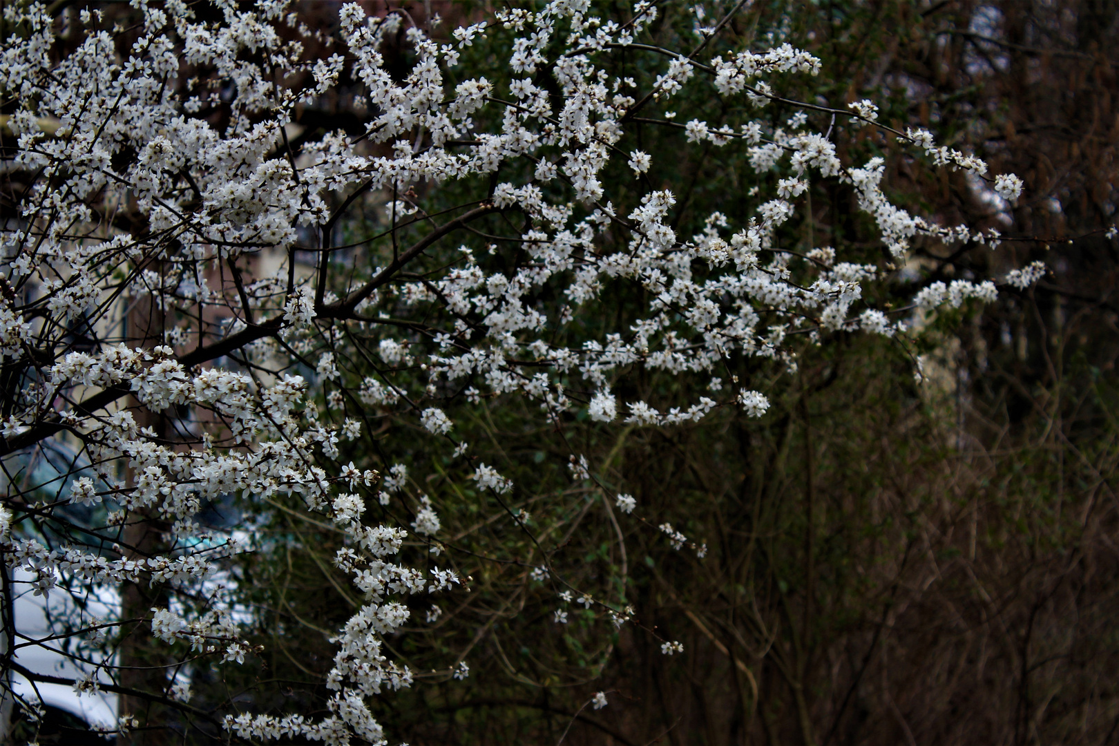 kleine Blüten