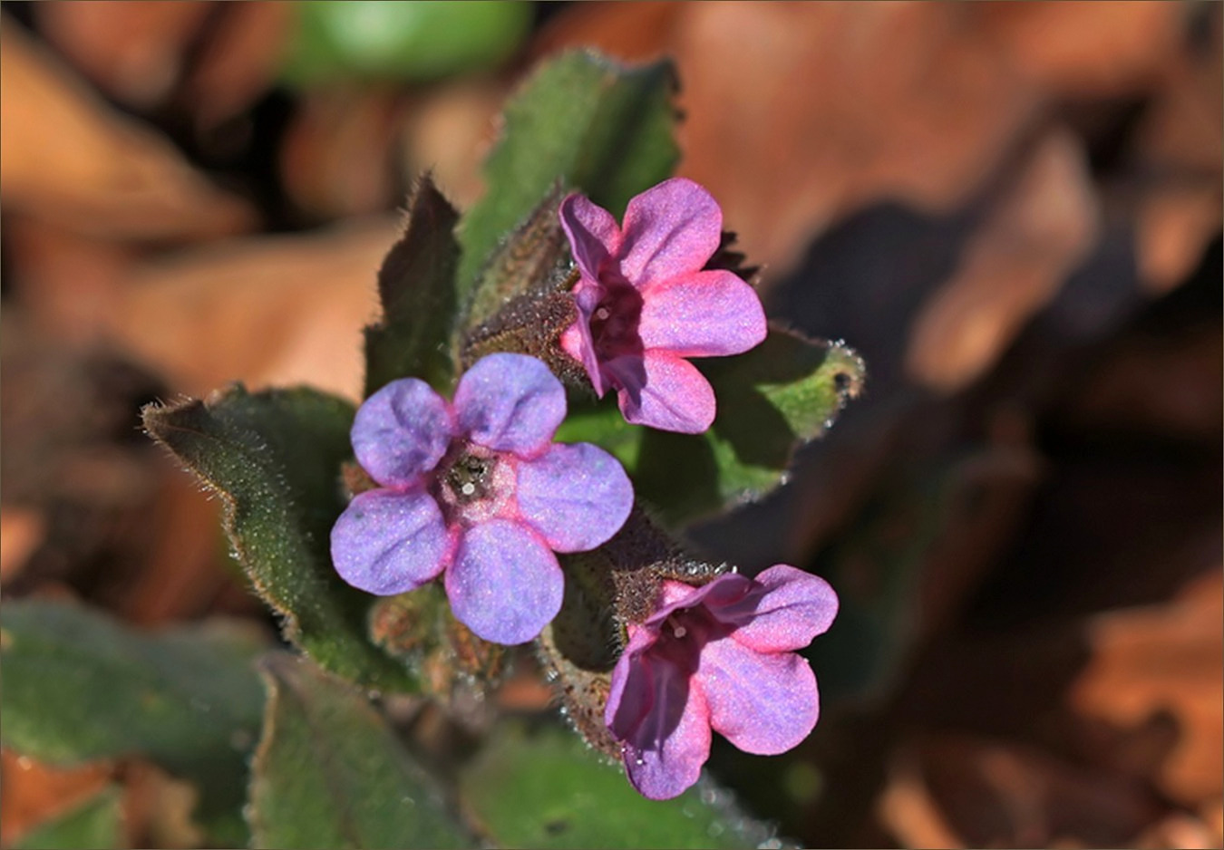 kleine Blüten