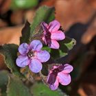 kleine Blüten