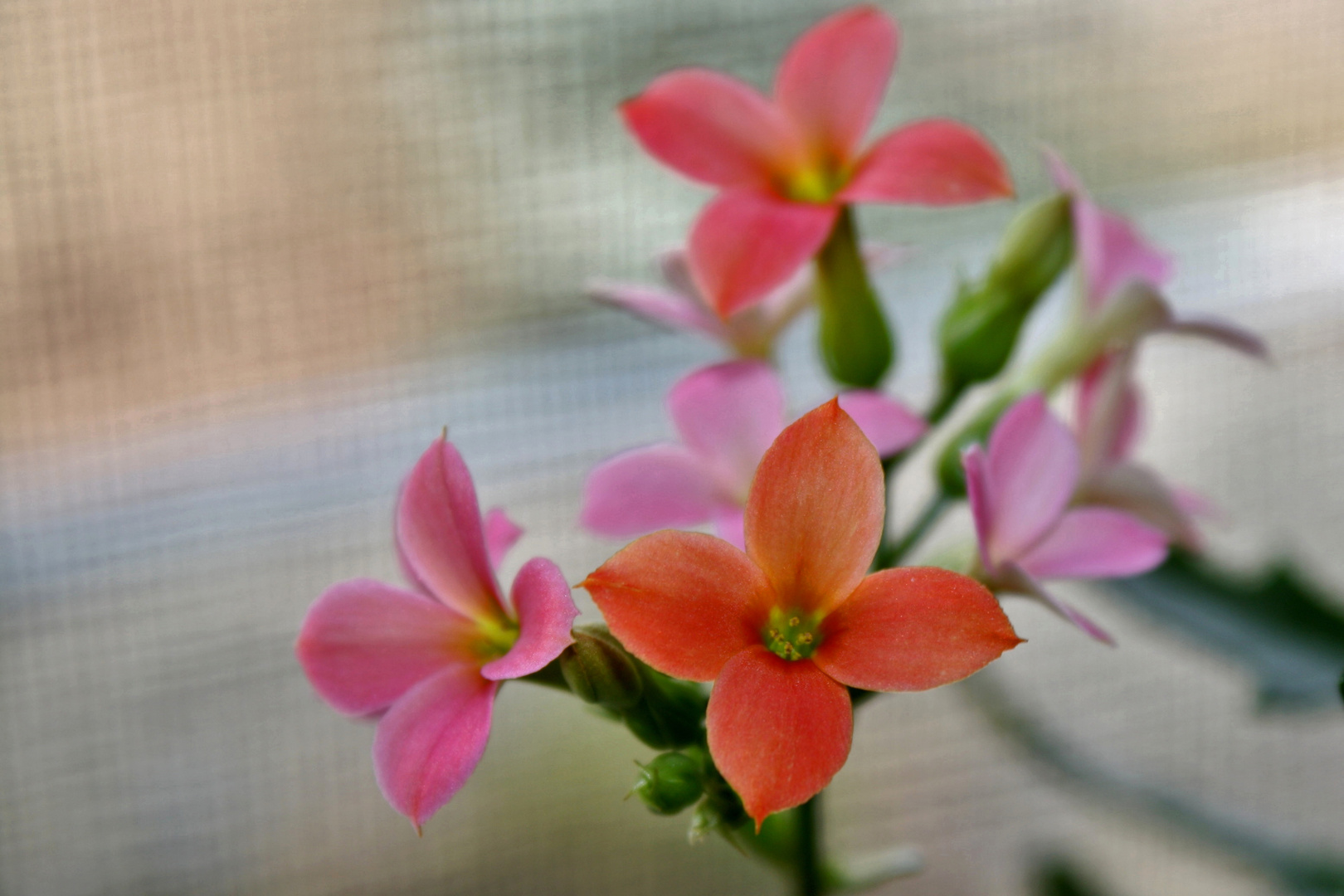 Kleine Blüten Foto & Bild fotos, spezial, dokumentation Bilder auf