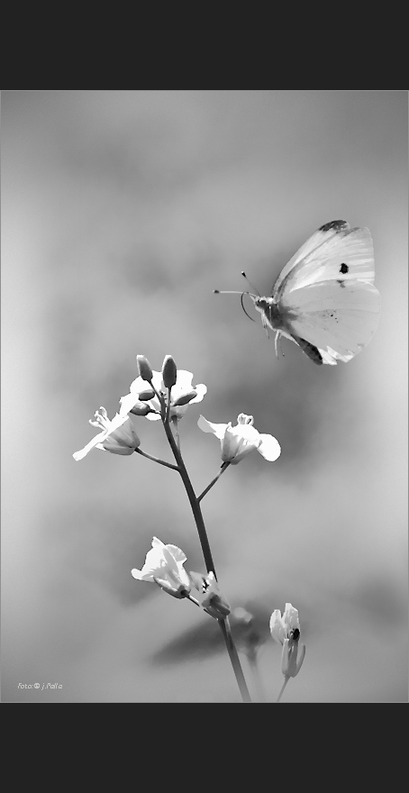 Kleine Blüten