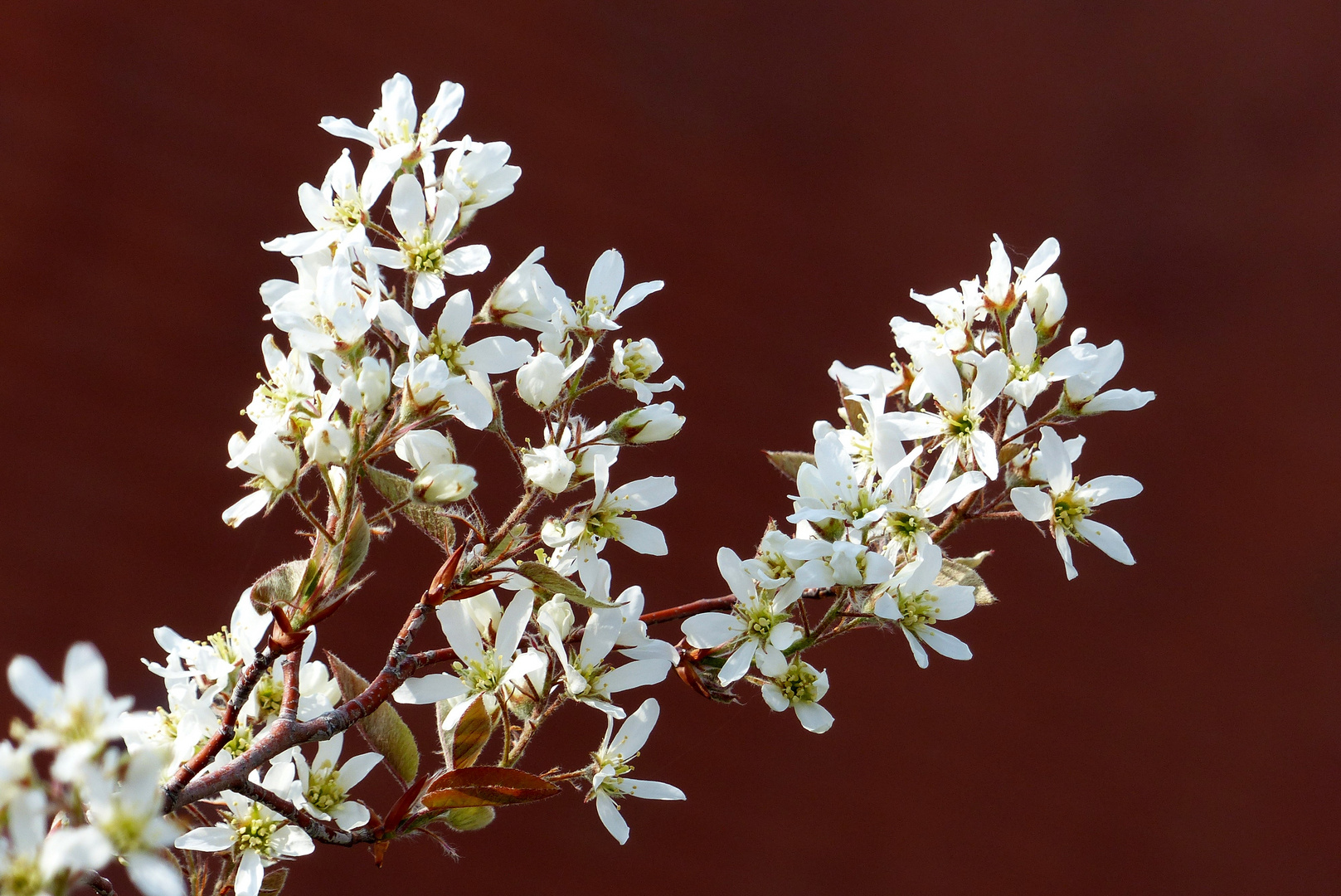 kleine Blüten