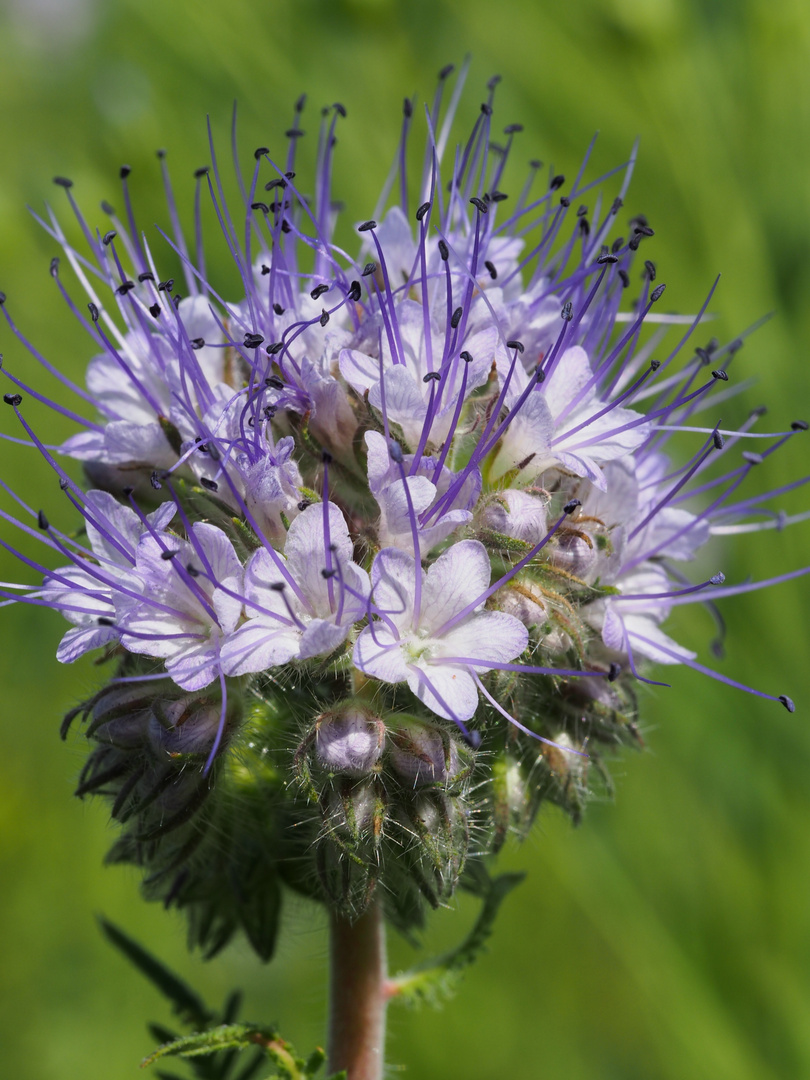 Kleine Blüten