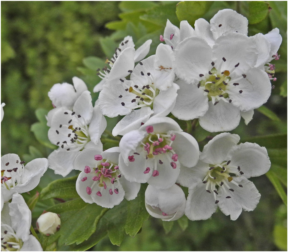 kleine Blüten