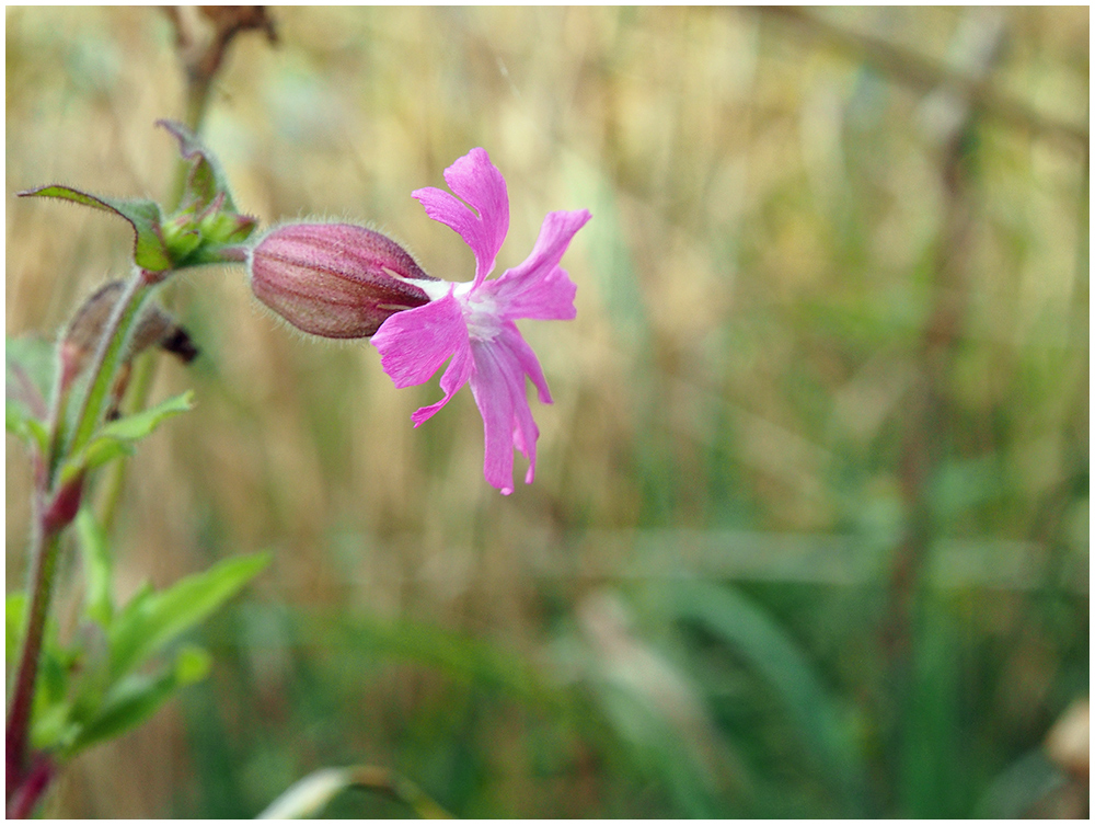 Kleine Blüten