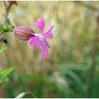 Kleine Blüten