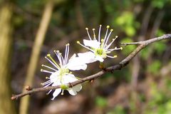 kleine Blüten