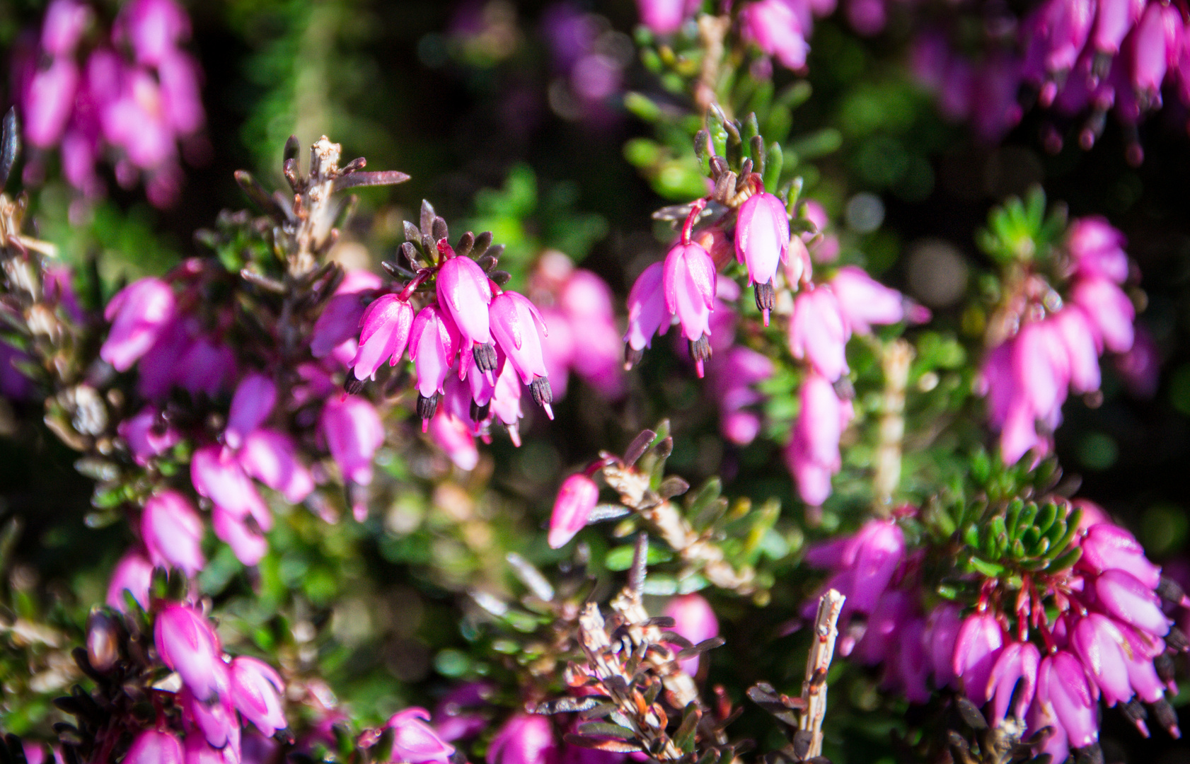 Kleine Blüten